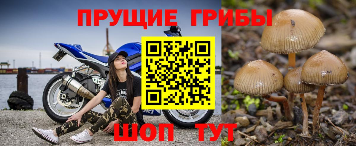 Галлюциногенные грибы Psilocybine cubensis  Вход с VPN  Касимов 