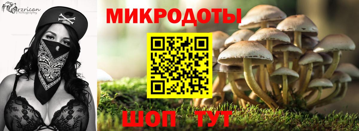 Галлюциногенные грибы Psilocybe Касимов